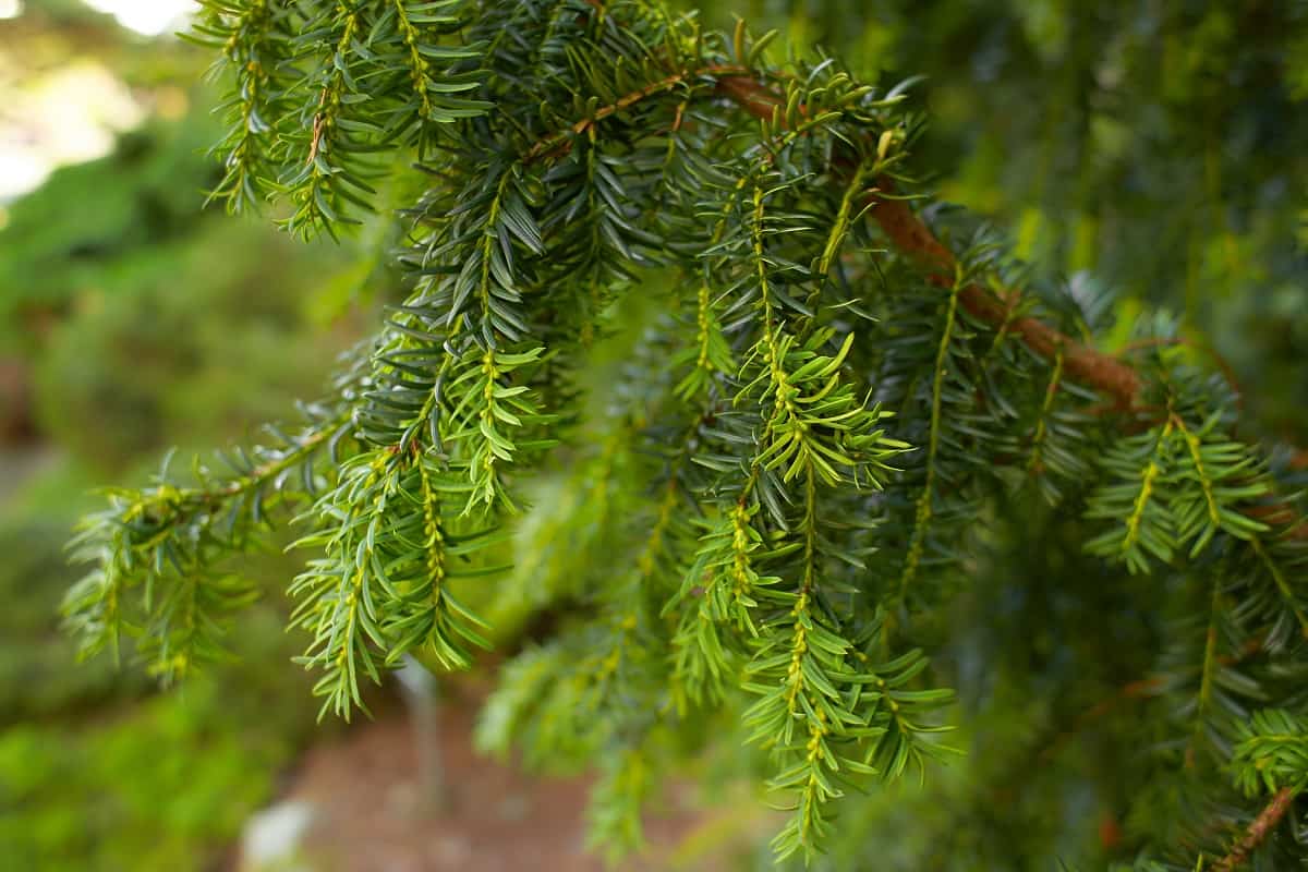 Canadian hemlock branches and leaves in a closeup. Eastern hemlock also known as eastern hemlock-spruce, Tsuga canadensis, showing new needle growth.