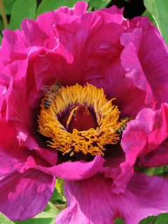 Cardinal Vaughan Peony (Step-by-Step Growing Guide, Pictures and more)