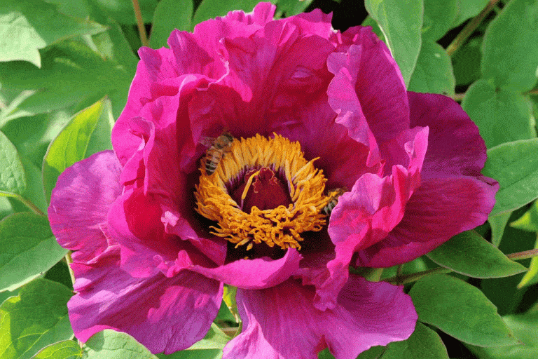 Cardinal Vaughan Peony (Step-by-Step Growing Guide, Pictures and more)