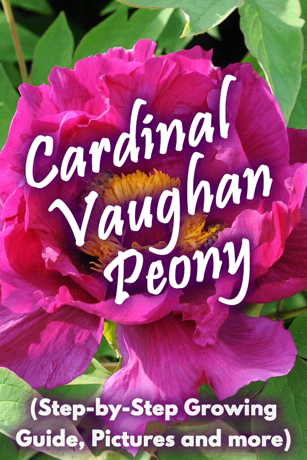 Cardinal Vaughan Peony