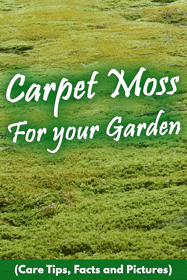 Carpet Moss For your Garden (Care Tips, Facts and Pictures)
