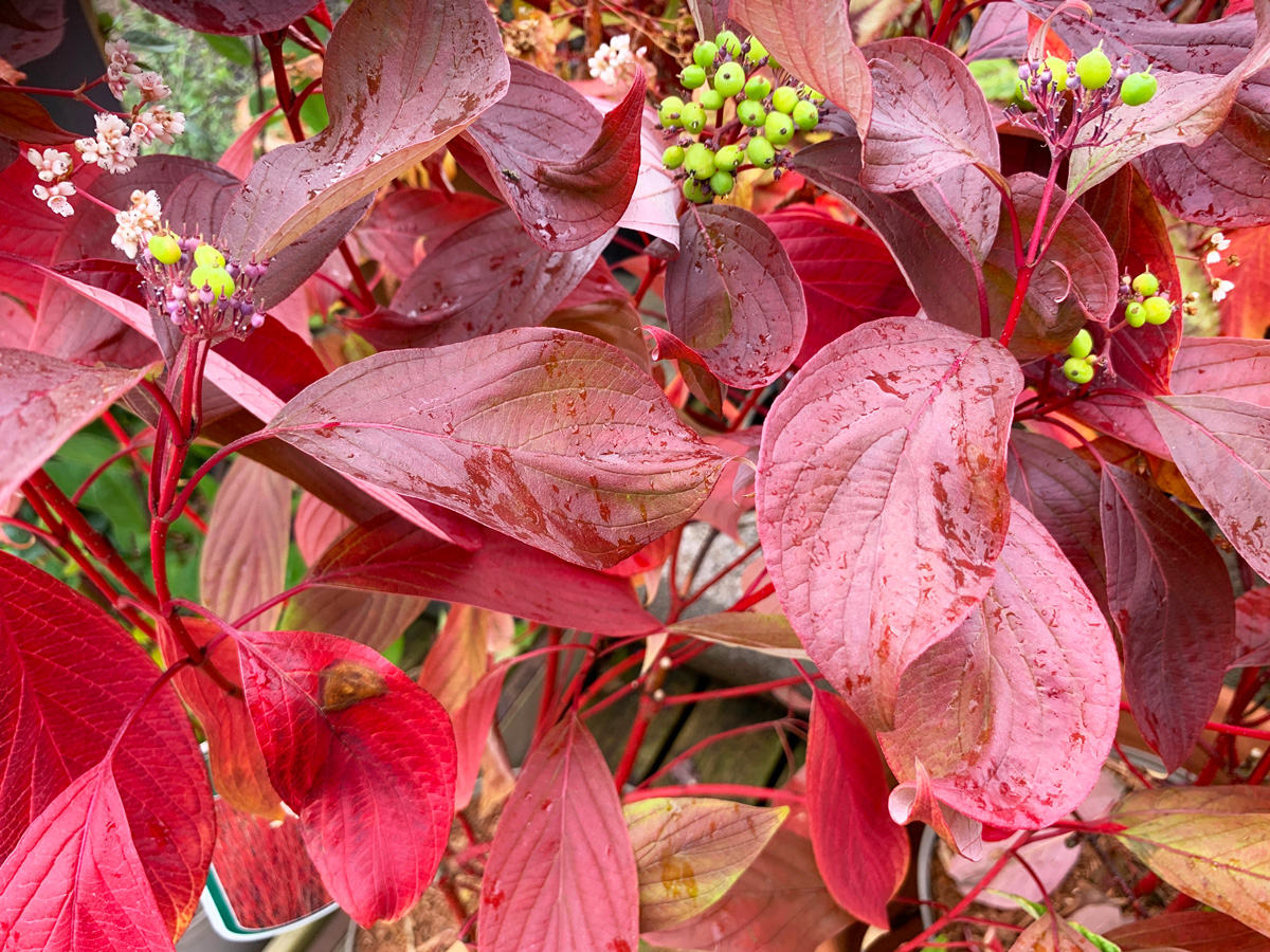 Close up of the plum coloured autumn leaves of the deciduous garden shrub Cornus alba Baton Rouge or Tatarian dogwood with berries.