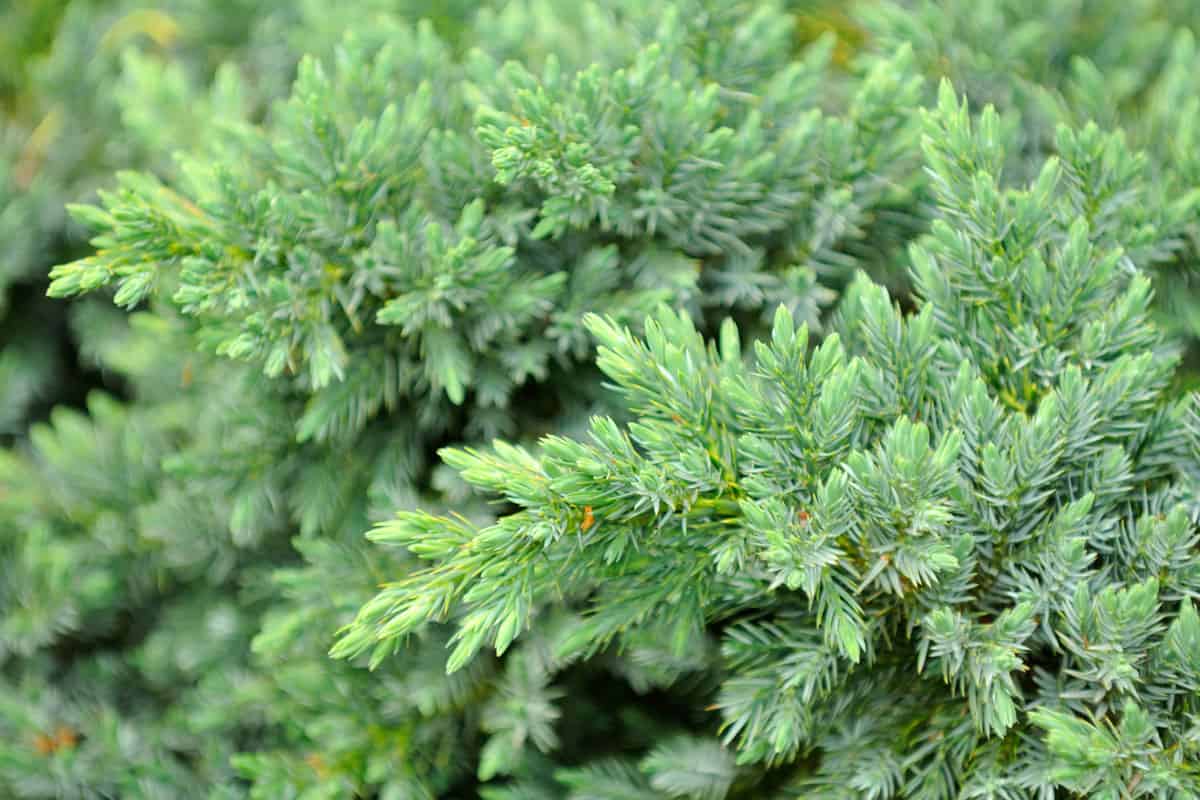 Close up shot of a Juniper shrub