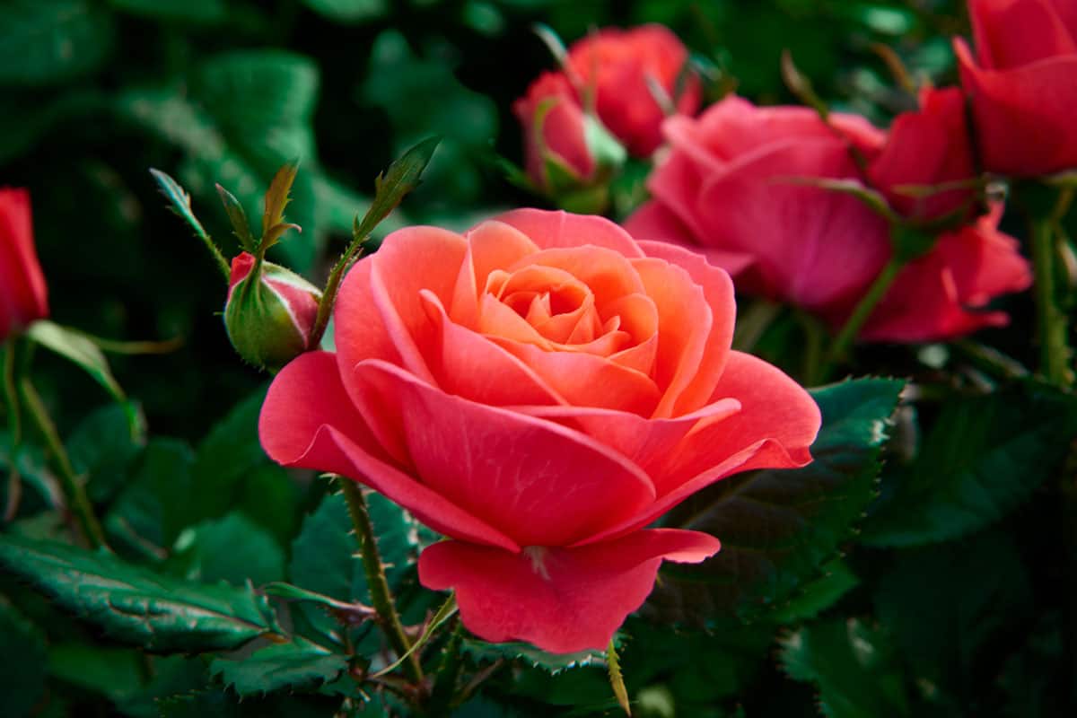 Close up shot of a pinkish red rose