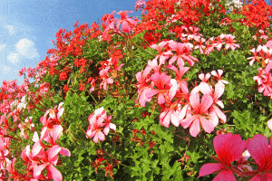 Read more about the article Creeping Geranium Plant Guide [Care Tips, Pictures and More]