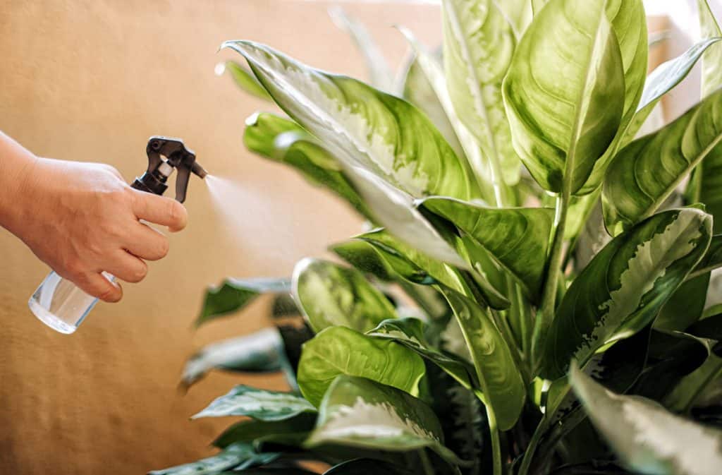 Dieffenbachia or Dumb Cane with large leaves being sprayed with mist