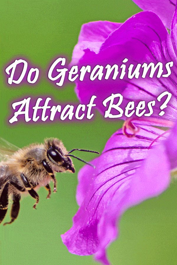 Do Geraniums Attract Bees?