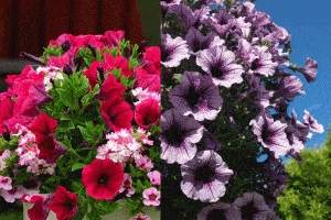 Read more about the article Do Petunias Like Sun or Shade?
