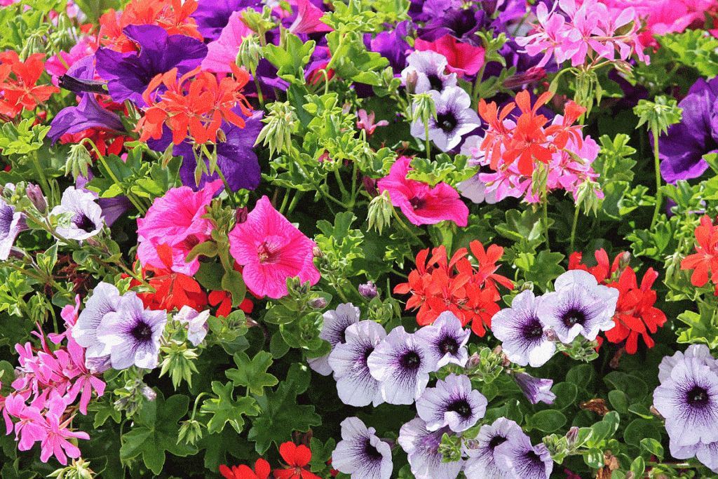 Different colors of petunias flower