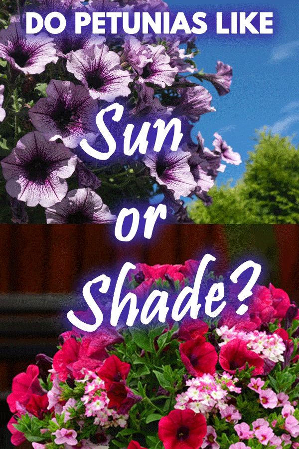 Do Petunias like Sun or Shade