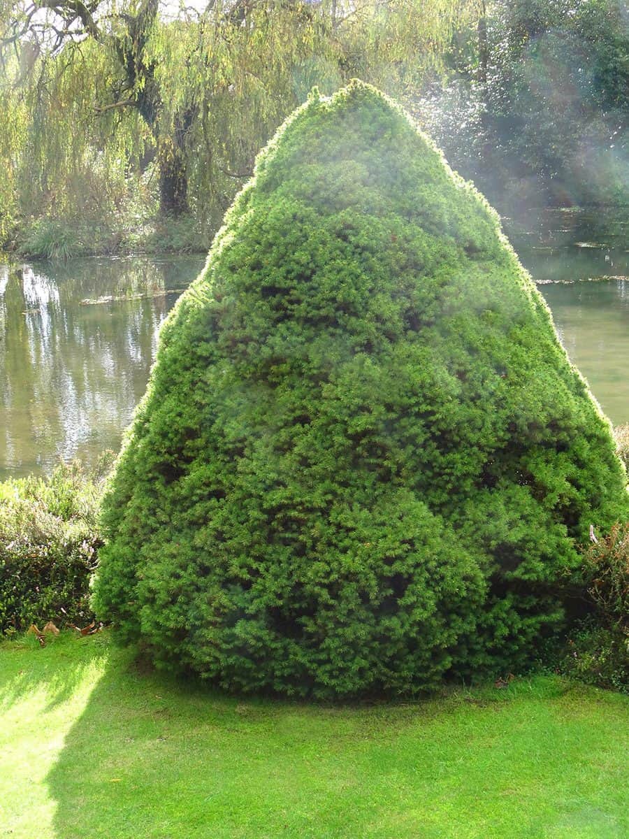 Dwarf alberta spruce by garden pond