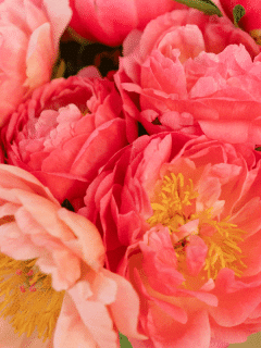 Coral Charm Peony (Gardening tips, pictures and more)