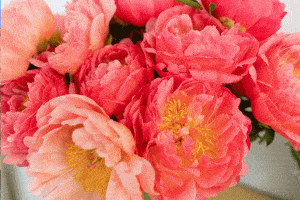 Read more about the article Coral Charm Peony (Gardening Tips, Pictures, and More)