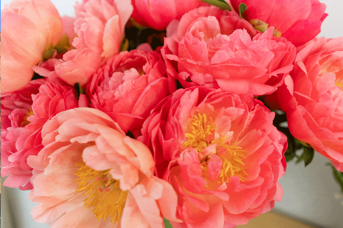 Coral Charm Peony (Gardening tips, pictures and more)