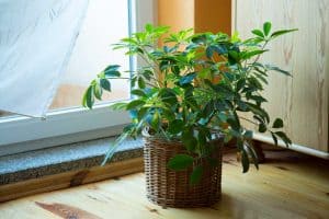 Read more about the article 4 Houseplants That Don’t Need Drainage [& How To Grow Any Plant with No Drainage]