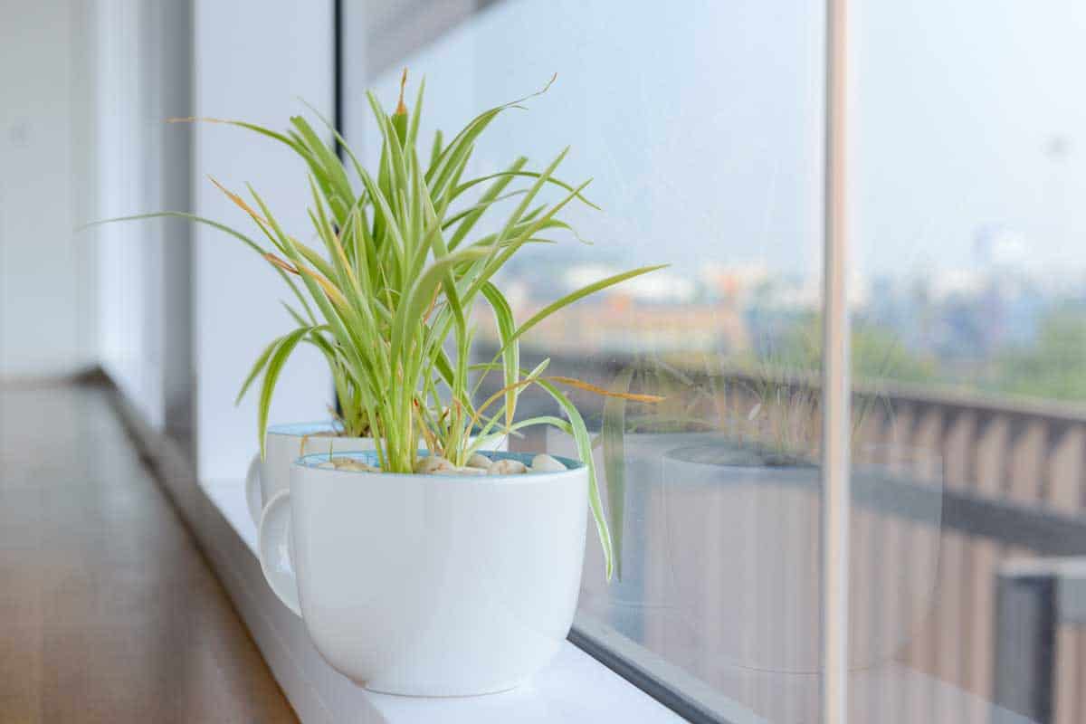 15 Fast-Growing House Plants You're Going to Love