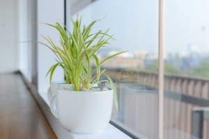 Read more about the article 15 Fast-Growing House Plants You’re Going to Love
