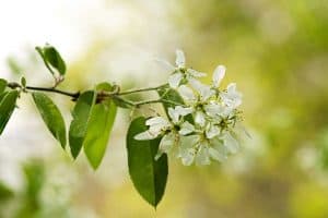 Read more about the article 15 Tall Shrubs For Shade That You Need To Try In Your Garden