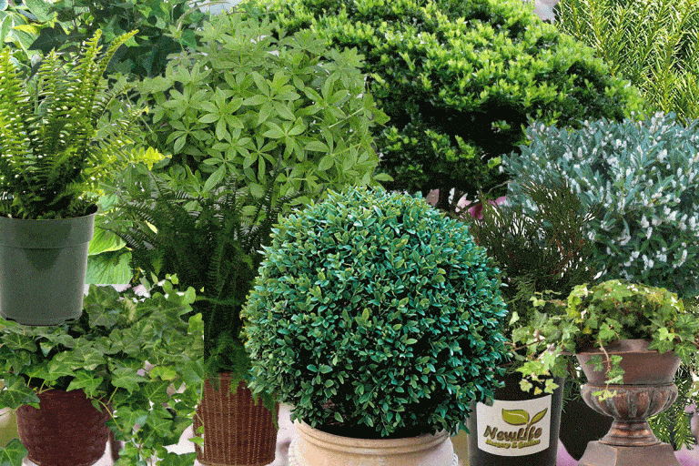15 Foundation Plants for the Front of Your House