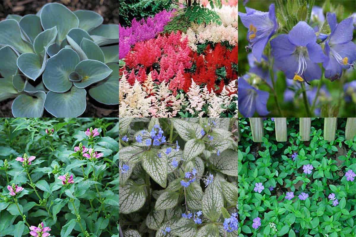 21 Gorgeous Shade Perennials for Zone 3