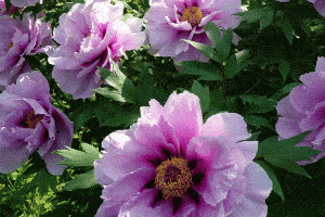 Read more about the article Tree Peonies: Gardening Tips, Photos and More