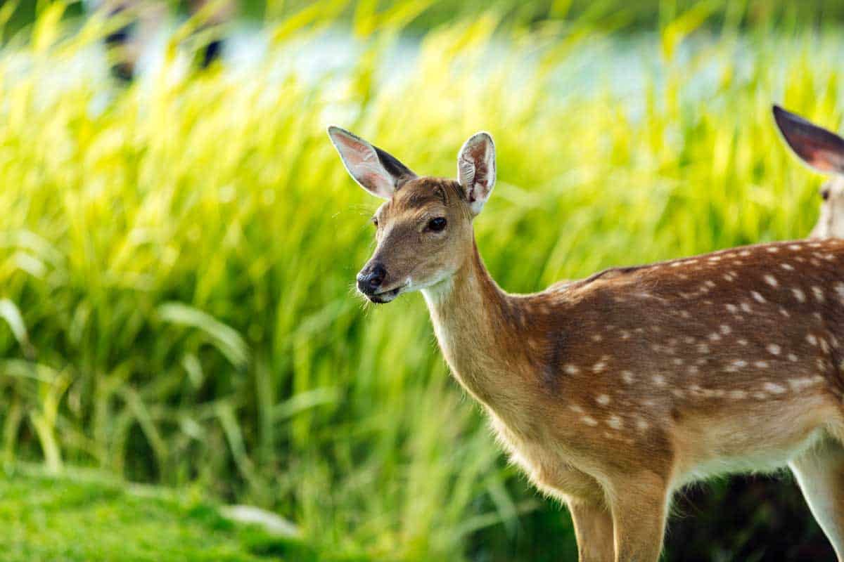 Do Deer Eat Peonies (And 5 Ways to Prevent That)