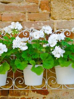 Geranium Hanging Baskets (Care Guide, PICTURES and more)