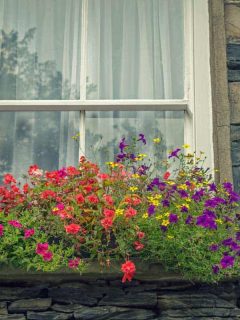 How to Choose the Right Window Box for Your Apartment