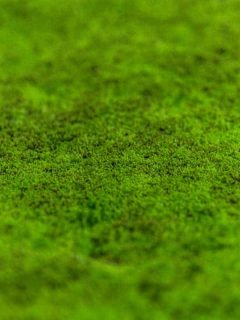 How to Create a Moss Lawn in 5 Easy Steps