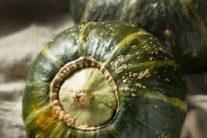 Read more about the article How To Grow Buttercup Squash (Care Tips, Photos and Shopping Links)