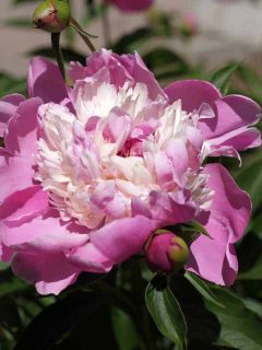 How to Grow a Bowl of Beauty Peony [Step-by-Step Guide & PHOTOS)