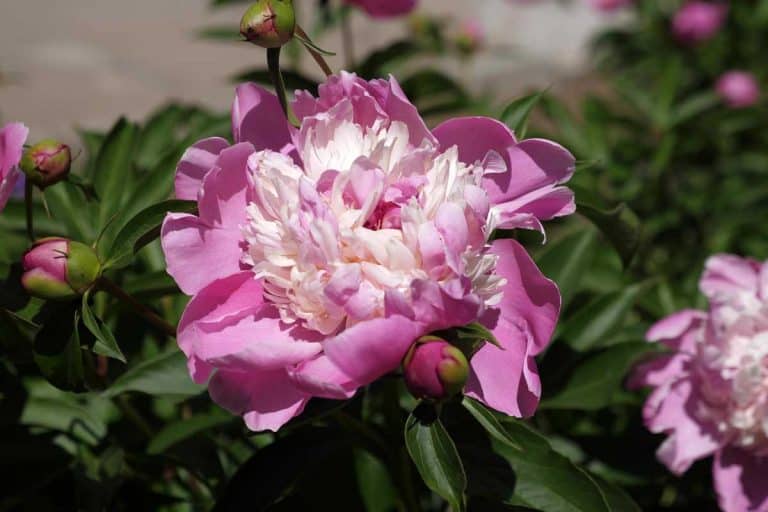How to Grow a Bowl of Beauty Peony [Step-by-Step Guide & PHOTOS)