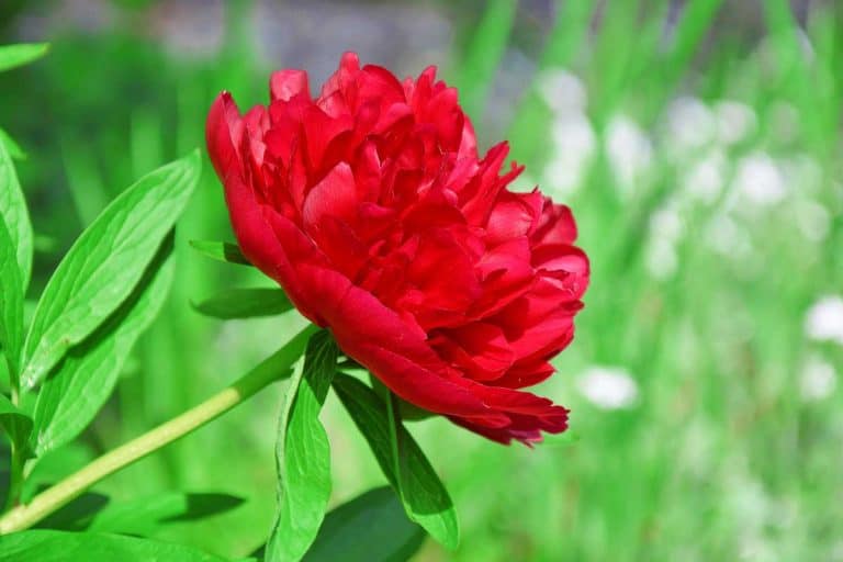Red Charm Peony [Step-by-Step Guide & PHOTOS)