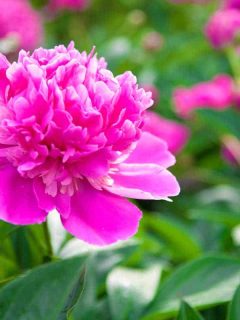 When Do Peonies Bloom (and For How Long)?