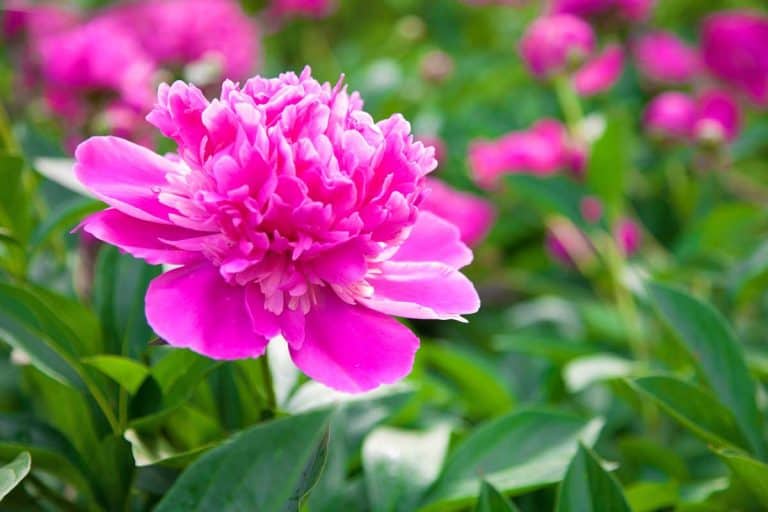 When Do Peonies Bloom (and For How Long)?