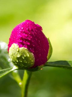 Where to Buy Peony Plants or Bulbs Online (Top 50 Stores)