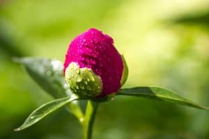 Read more about the article Where to Buy Peony Plants or Bulbs Online (Top 50 Stores)