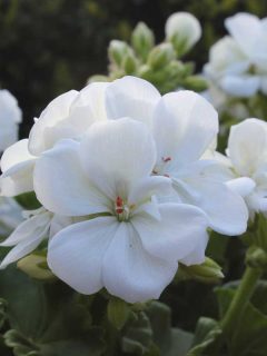 White Geraniums Guide Care Tips, Pictures and Shopping Links