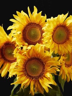 Why Are Sunflowers Yellow (And What Other Colors Can They Be)