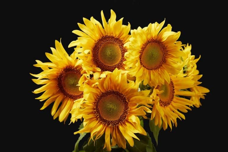 Why Are Sunflowers Yellow (And What Other Colors Can They Be)