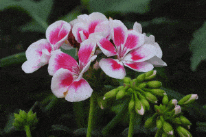Read more about the article What Is Wrong With My Geraniums? (And How to FIX That)