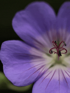 How to Grow Geranium Azure Rush [Care tips, pictures and more]