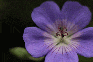 Read more about the article How to Grow Geranium Azure Rush [Care Tips, Pictures, and More]
