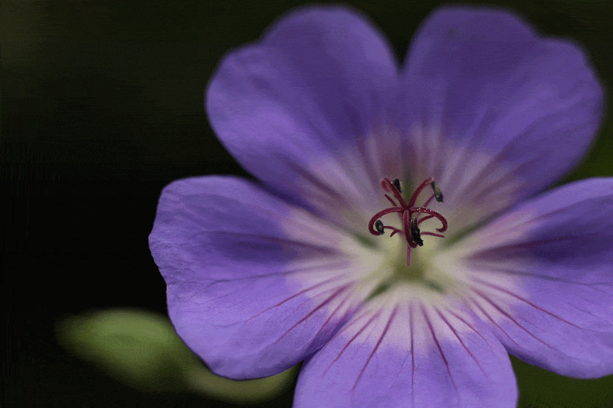 How to Grow Geranium Azure Rush [Care tips, pictures and more]