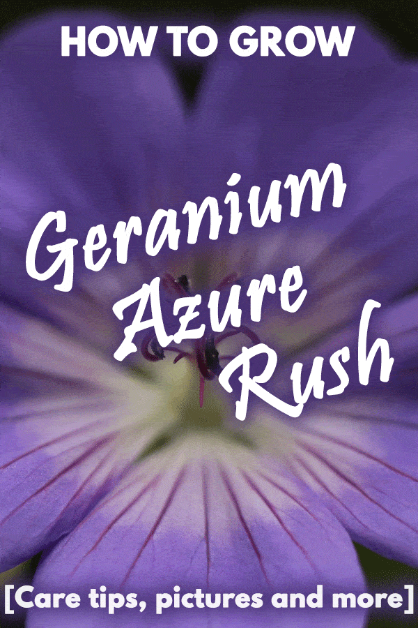 Geranium Azure Rush