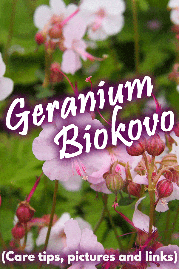 Geranium Biokovo (Care tips, pictures and links)