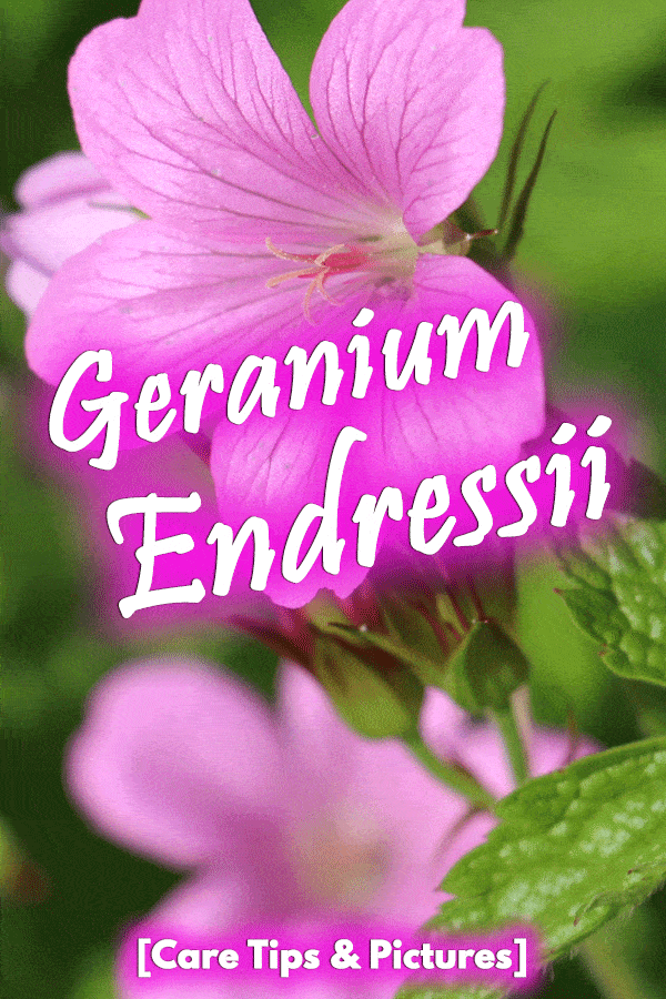 Geranium Endressii [Care Tips & Pictures]