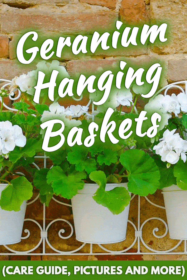 Geranium Hanging Baskets (Care Guide, PICTURES and more)