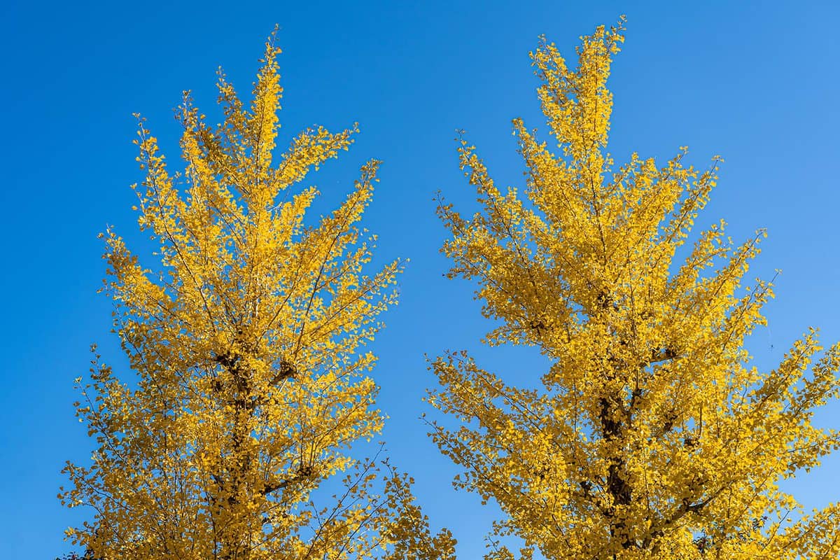 Ginkgo tree turns yellow