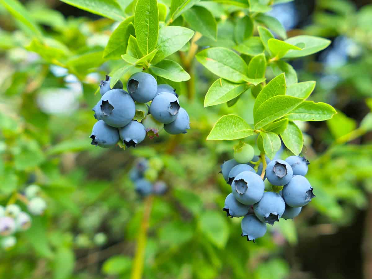 Highbush blueberry plant with fruits on branch growing in the garden.
